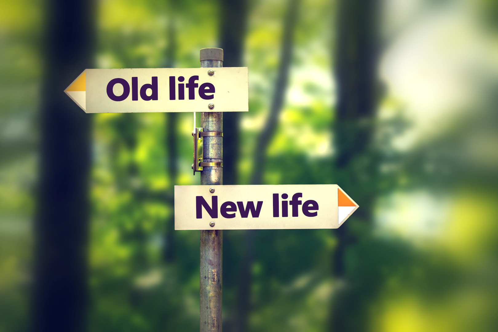 Signpost,In,A,Park,With,Arrows,Old,And,New,Life