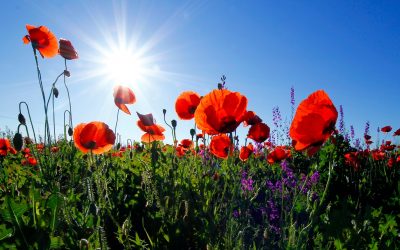 red poppy flower field at daytime